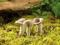 三个蘑菇图片素材