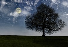 夜晚月亮星空大树草地高清壁纸图片