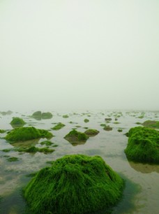 沙滩湿地苔藓