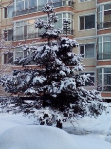 冬日松树
