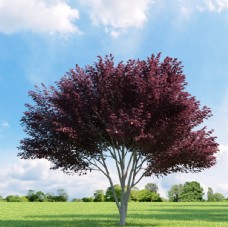 景观设计树木模型