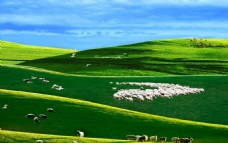 景观水景草原羊群