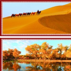 沙漠胡杨风景