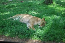 在诺斯利野生动物园的狮子