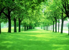 树木绿色大道