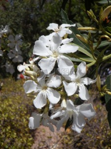 盛开白色花朵的夹竹桃