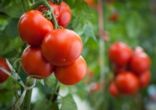 新鲜成熟西红柿图片