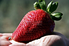 草莓特写特写下的草莓