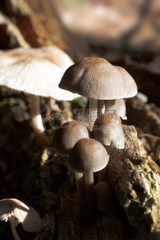 野生的蘑菇