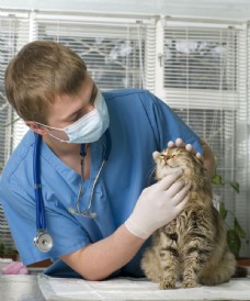 生病的猫咪与兽医图片