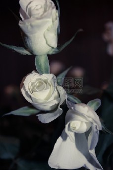 白，花，玫瑰