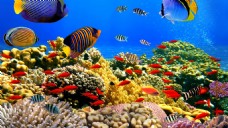 五彩海底世界图片