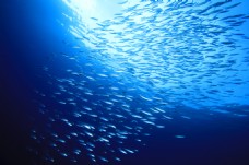 蓝色海洋鱼群图片