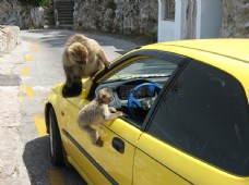 趴在汽车上的猴子