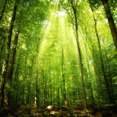 绿树绿色树林风景图片