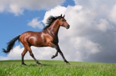 蓝天白云草地草原上奔跑的马图片