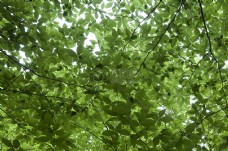 自然树木树叶植物绿色