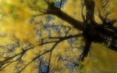 树木树叶唯美黄叶树木图片