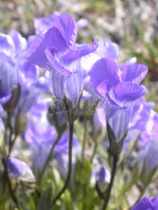 美丽的紫色小花