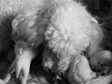 新生婴儿自然狗动物母亲包装休息黑色和白色珍珠新生儿狮子狗小狗婴儿