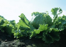 绿色蔬菜菜地里的生菜图片