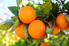 橘子树摄影图片