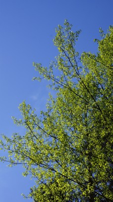 绿树绿色春天杨树图片