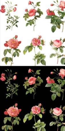 红色花朵手绘玫瑰花插画