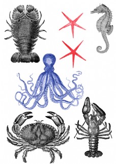 海洋动物素描绘制的海洋各类生物动物