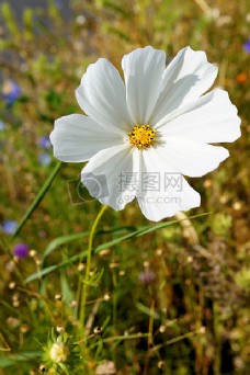 一朵白色的鲜花