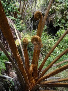夏威夷的树蕨