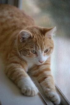趴在窗上的小猫