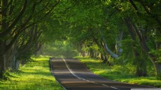 公路绿树图片