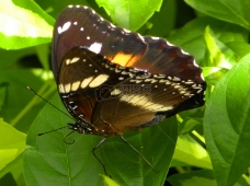 常见的eggfly蝴蝶（蛱蝶航标）