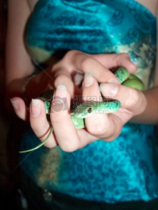 手中的小绿蛇