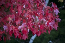 树木树叶自然树木叶子秋天秋天叶子粉红色特写镜头
