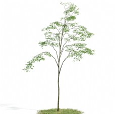 树木模型