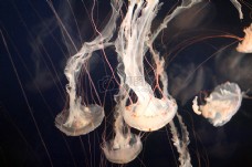 水下水母水族馆