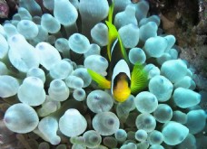 美丽的海底海藻小鱼图片