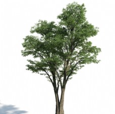 树木模型