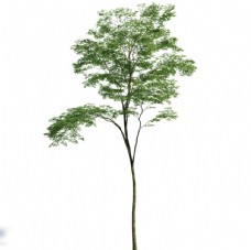 景观设计树木模型