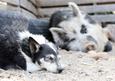 生猪屠宰场母亲在农场的一只狗睡着了