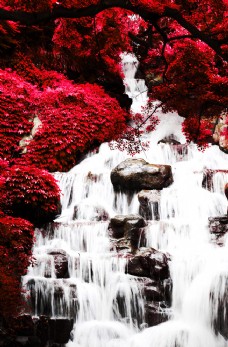 红叶小溪图片