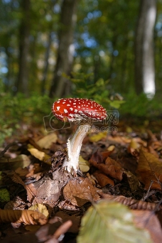 森林中的小蘑菇
