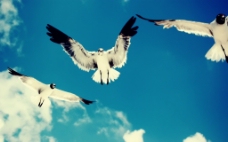 天空海鸥