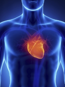 人体器官男性人体心脏血管器官图片