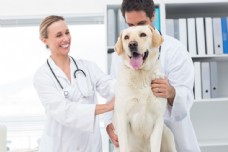 兽医与小狗图片