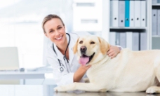 外国女兽医与宠物狗图片