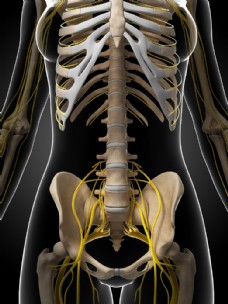人体模型人体肋骨髋骨模型图片