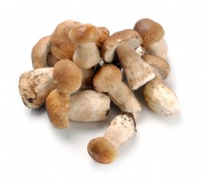 野生蘑菇野生食用蘑菇图片